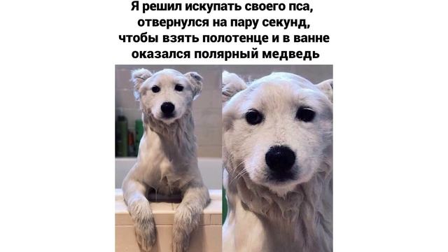 Приколы с собаками. Пикси и Брут В РЕАЛЬНОЙ ЖИЗНИ | Мемозг #296
