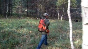 Курцхаар Райт и дратхаар Ювентус, вальдшнеп