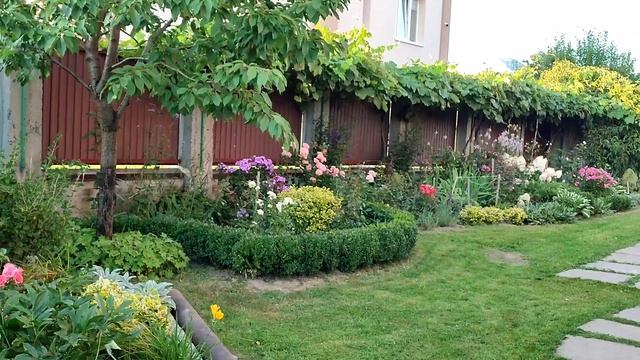 Волотисті гортензії деякі сорти