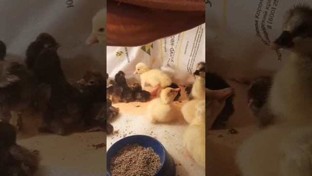 Совместная инкубация яиц гусей и курей. Что вышло? #инкубационноеяйцо #инкубатор #гуси #цыплята смотреть онлайн
