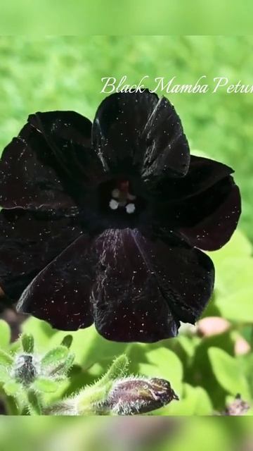 Deep black colour #satisfying #shorts смотреть онлайн