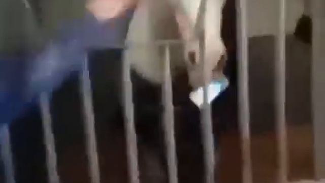 Приколы с лошадьми смотреть онлайн