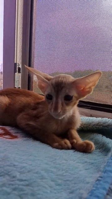 Ориентальный котенок Персик #котята #ориентальныекотята #питомникориентальныхкошек