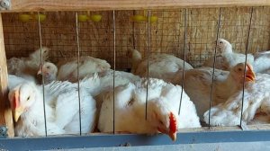 Выбираем лучших бройлерных цыплят для разведения