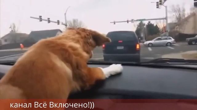 Лучшие приколы под музыку. Смешное.