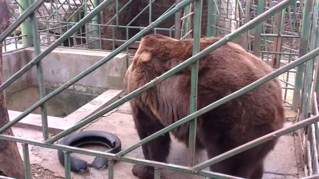 Медведь ест хлеб. смотреть онлайн