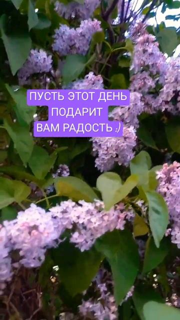 СМОТРИ КАЖДЫЙ ДЕНЬ #video #мотивация #природа #цветы #сирень #мысли #психолог
