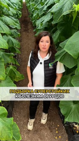 Эти огурцы - СУПЕРСТОЙКИЕ К БОЛЕЗНЯМ и завалят вас урожаем!