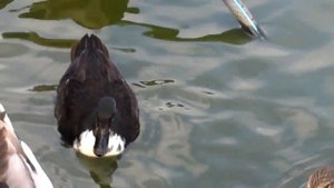 Утки смеются:)))