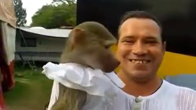 Прикол с обезьяной Давай поорем! смотреть онлайн