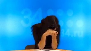 Смешное видео в эфире. Ляпы - Истерика во время новостей.