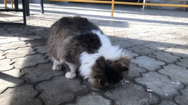 супер ленивый кот 🐈 ВАСЬКА (БАЛАКЛАВА) 4K