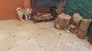 Моя собака на имя Хан играет с бутылкой