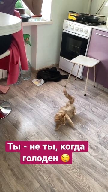 #коты #мейнкун #приколы2023 #приколыскотами #безкотаижизньнета #мироша #приколы
