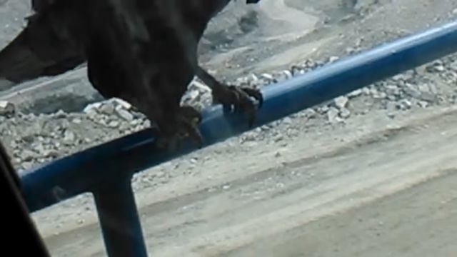 Прикол# Обед вороны в карьере смотреть онлайн