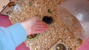 КАКОГО ХОМЯЧКА ОСТАВИМ? /  Алиса ВЫГУЛИВАЕТ ХОМЯЧАТ / Alisa Easy Pets