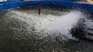 Жильцы пятиэтажки в Ярославле обнаружили в подвале дома рыбную ферму