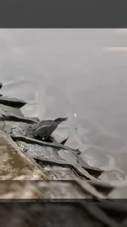 Умная птица ловит рыбу