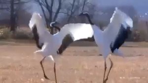 танец стерхов!