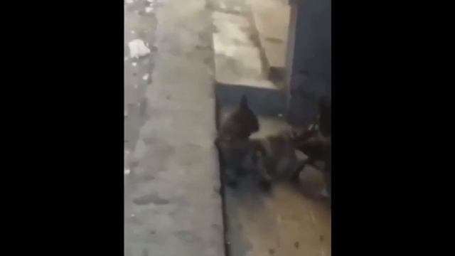 Подборка #3. Приколы! Без кота и жизнь не та!!! смотреть онлайн