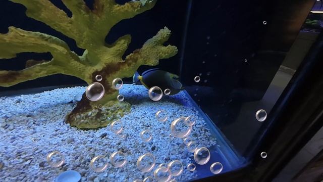 Surprise! Thunder and Clementine Discover Their First Pet