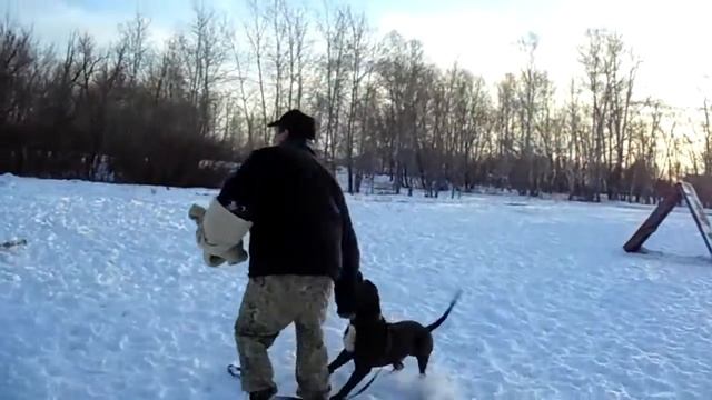 Защитная ударная дрессура. Рука в обмотке - антимаркер. смотреть онлайн