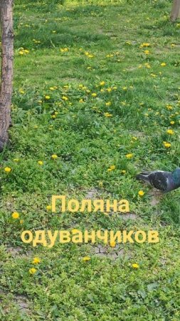Поляна  жёлтых одуванчиков.