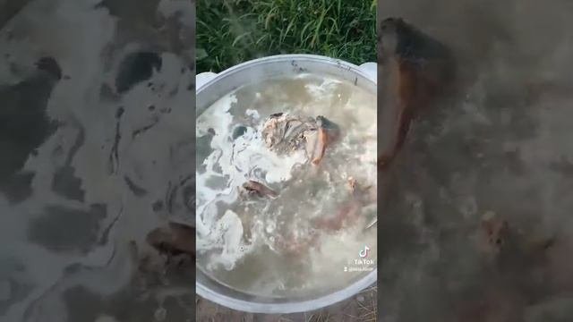 холодец по Таджикский