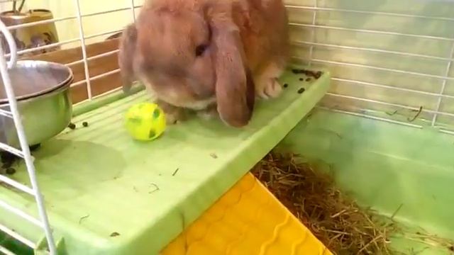 Кролик-футболист прикол) смотреть онлайн