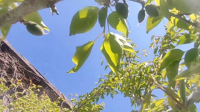 САД ПОСЛЕ ВОЗВРАТНЫХ ЗАМОРОЗКОВ! смотреть онлайн