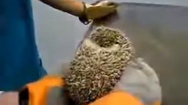 Смех Прикол смеха Юмор ежа У приступ Прикол смотреть онлайн