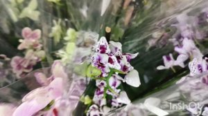 Орхидеи в магазине Доминика"/30.04.25/