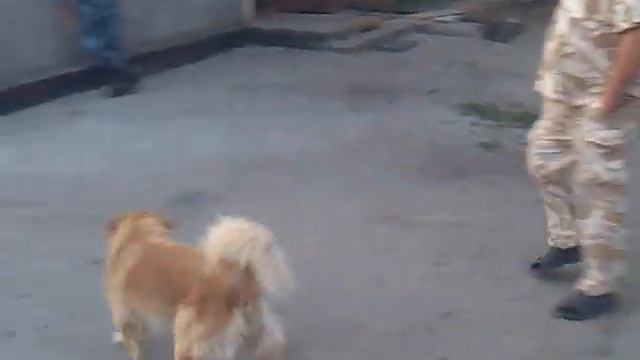 Рыжий пёс смотреть онлайн