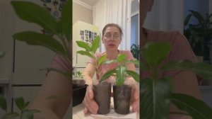 Ошибки и подсказки при выращивание Катарантуса .