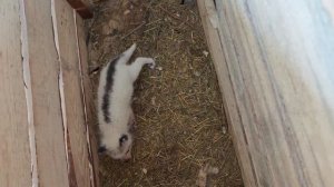 Лисята в барнаульском зоопарке "Лесная сказка"