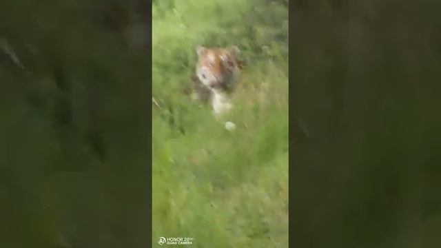 Тигр вышел к людям. Приморский край