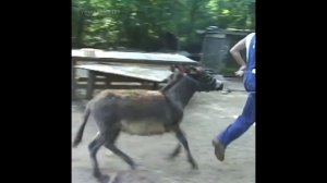 Приколы с ослами / Fun with donkeys