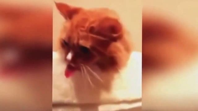 Прикольные видео - смешные ситуации и моменты! смотреть онлайн