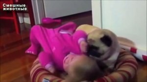 Мопс Самая смешная Собака. Приколы с Мопсом.