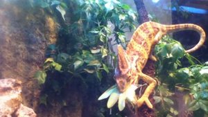 Little chameleon vs mantis / Хамелеон против богомола