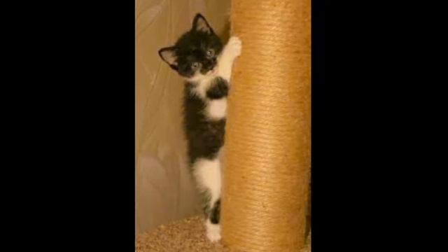 милые котята и кошки картинки смотреть онлайн