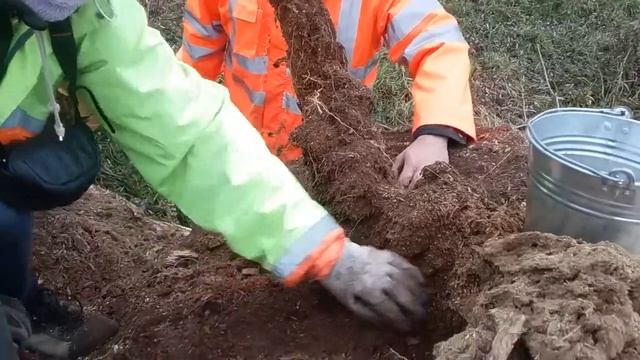 2015.11.03 - przenoszenie Pachnicy Dębowej смотреть онлайн