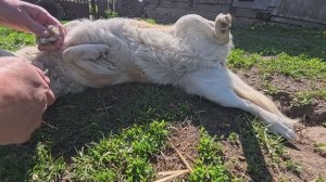 Странный разговор на авито