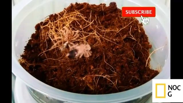 Grammostola Pulchripes (Chaco Golden Knee) SLING MOLTING смотреть онлайн