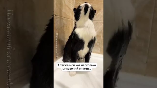 Кот в душе