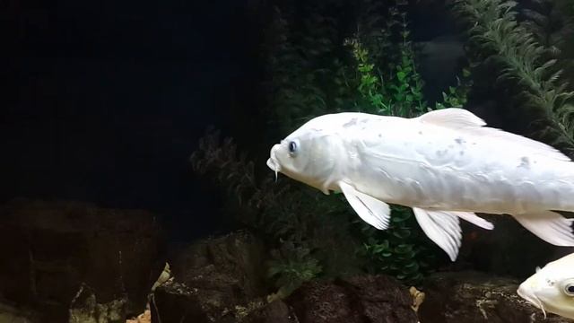 Рыбки прикольные смотреть онлайн