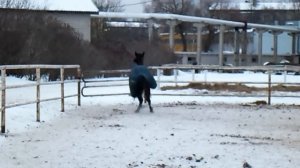 Лошадь бесится