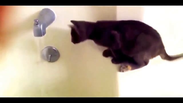Кошкины приколы,  Видео про кошек и котов, смех,