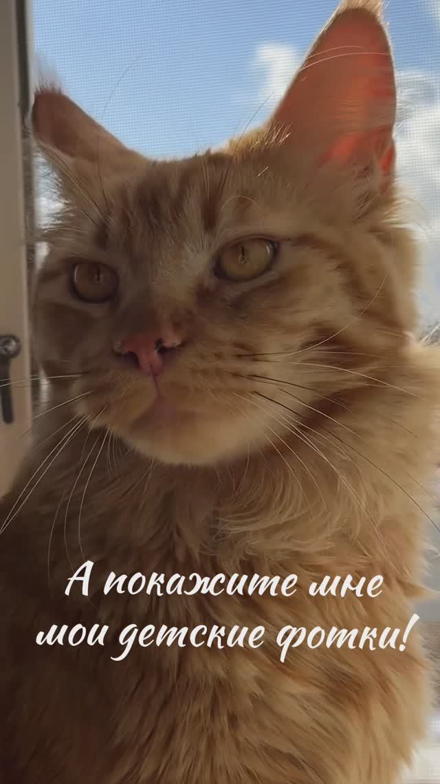 Солнечный кот, наш рыжий  мейн-кун😻