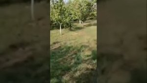 Расим лезги прикол.К!ек!